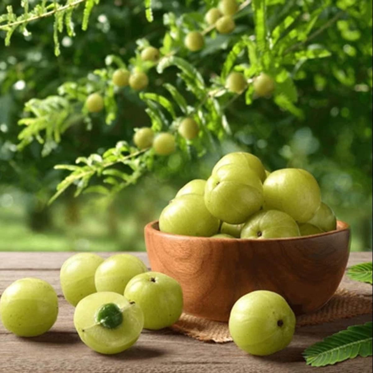 Goosberry - Amla