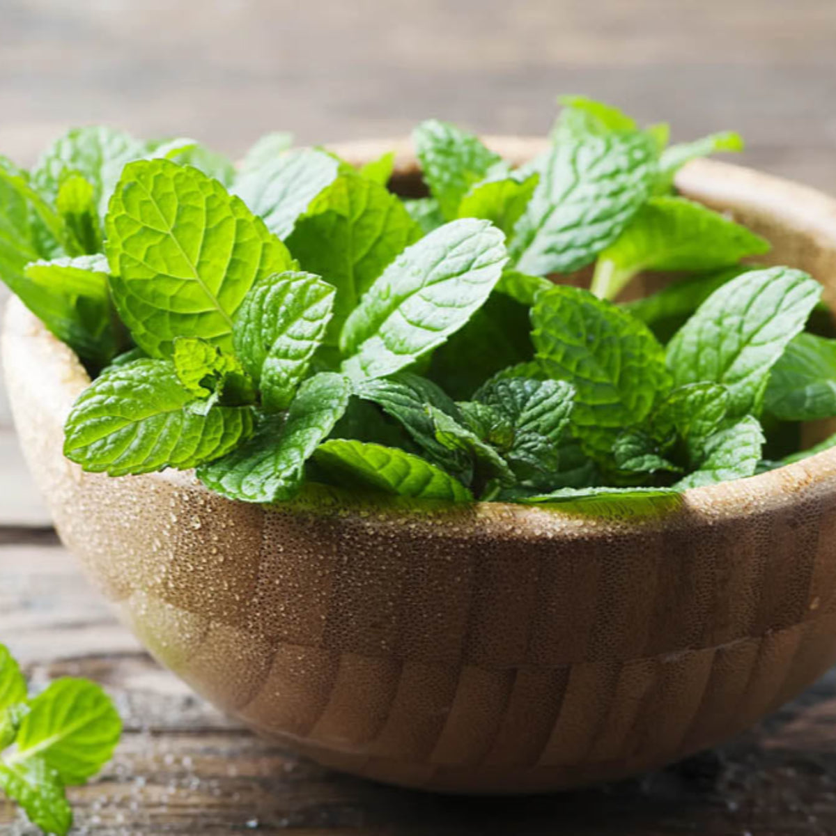 Mint / Pudhina